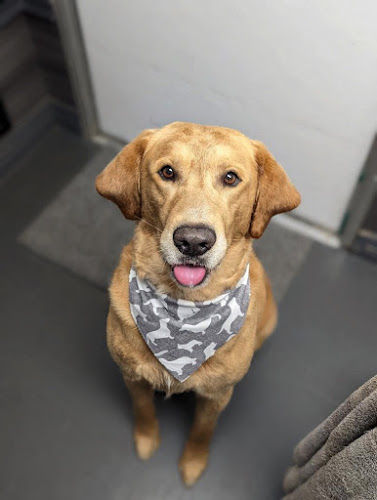 Happy Tails Mobile Grooming
