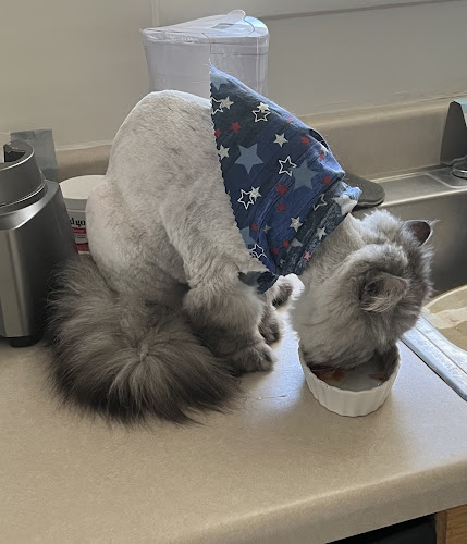 JillyBeans Pet Parlor