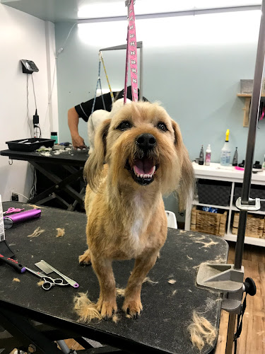 Knockouts – Haircuts for Pets